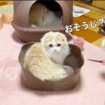 猫のトイレ 【子猫】編