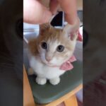 【保護猫】完全に自分のかわいさがわかっているあざとい子猫