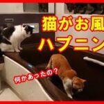 【猫がお風呂でハプニング！】何が起きたのか？