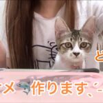 【山奥に捨てられた子猫】みみちゃんとのサメ作りは大変でした