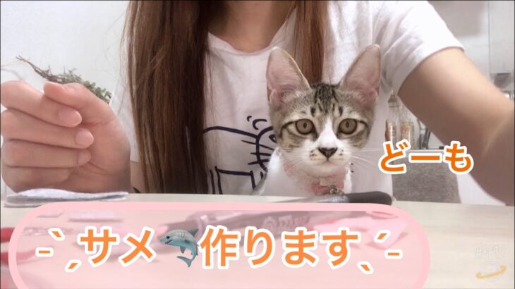 【山奥に捨てられた子猫】みみちゃんとのサメ作りは大変でした