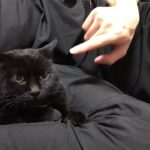 【そんなウザそうにしないでよ〜】ムスッとした黒猫に耳こちょこちょしてみた、笑たなかと耳こちょこちょ