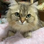 【かわいい猫動画】ミヌエット猫小春の自己紹介！フミフミ中の猫にちょっかいをかけるとこうなる！
