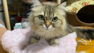 【かわいい猫動画】ミヌエット猫小春の自己紹介！フミフミ中の猫にちょっかいをかけるとこうなる！