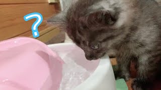 水の飲み方がわからない子猫に先住猫が見本を見せるのですが、子猫の反応は…【保護猫】