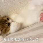 【子猫の毛づくろい】視線に気づいて慌てふためき恥ずかしがる子猫