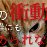 【猫 vs 犬】 お気に入りの◯◯を巡ってケンカ勃発！！( バトル / ハプニング / 大乱闘 / チワワ / 保護猫 )