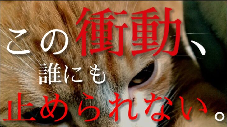 【猫 vs 犬】 お気に入りの◯◯を巡ってケンカ勃発！！( バトル / ハプニング / 大乱闘 / チワワ / 保護猫 )