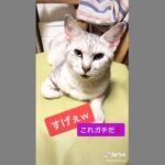 まさか本当に効くとはw#猫 #猫おもしろ #猫のいる暮らし