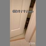 めっちゃ見てくんだけど何なのwww#うちの猫 #猫動画 #愛猫 #猫のいる暮らし