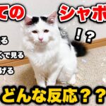 初めてシャボン玉を見た猫の反応が面白すぎて大爆笑😂wwwwwwww