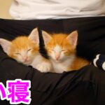 1人で寂しくなって仲良く添い寝する子猫たち。【保護猫】