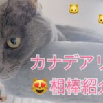 【2021ミスジャパン】（癒し）猫とただ仲良しな動画