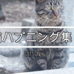 猫ハプニング集4