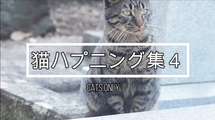 猫ハプニング集4