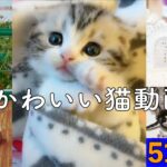 【癒し】かわいい猫動画51連発 cat video