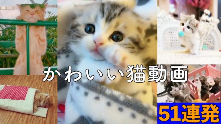 【癒し】かわいい猫動画51連発 cat video