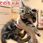 子猫ちゃみがお家に来てから6ヶ月までの成長記録