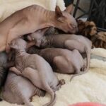 ASMR Cute Sphynx Kittens Nursing and Purring 💞 MEOW