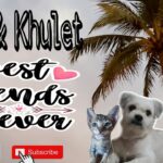 BESTFRIENDS FOREVER || CEDI & KHULET || SHIH TZU & CUTE KITTEN