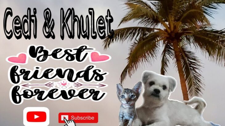 BESTFRIENDS FOREVER || CEDI & KHULET || SHIH TZU & CUTE KITTEN