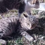 Brotherly Fight Between Nancy, Lisa & Merry! #35 Cute Cats (Sahoo Cute Cats)