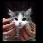 Cat Movies #1  猫の癒し動画