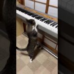 ピアノを必死で弾く姿がとても可愛い猫　Cat playing the piano