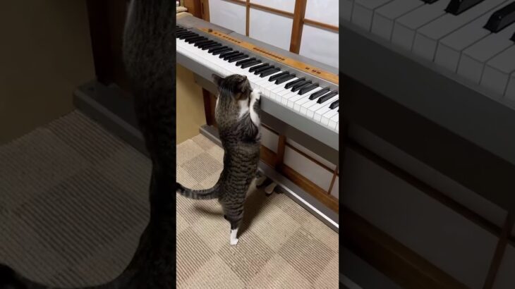 ピアノを必死で弾く姿がとても可愛い猫　Cat playing the piano