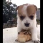 Cute dog and chick, they are so sweet #cutecats #funnycats #animals #cuteanimals #funnyanimals
