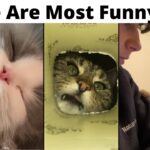 Funny Cat Videos😻. Cute Cats Compilation. Try Not To Laugh Challenge