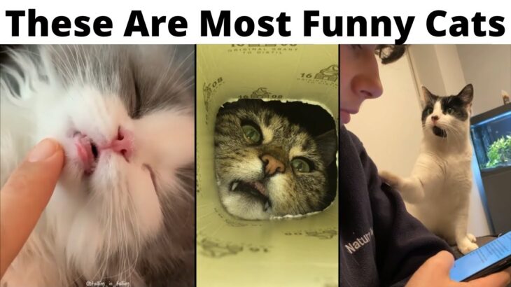 Funny Cat Videos😻. Cute Cats Compilation. Try Not To Laugh Challenge