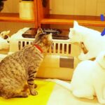 家猫修行を終了した子猫が大勢の猫に囲まれるカフェ　MOCAに帰る。懐かしの故郷はどうですか。【赤ちゃん猫】【保護猫　子猫】