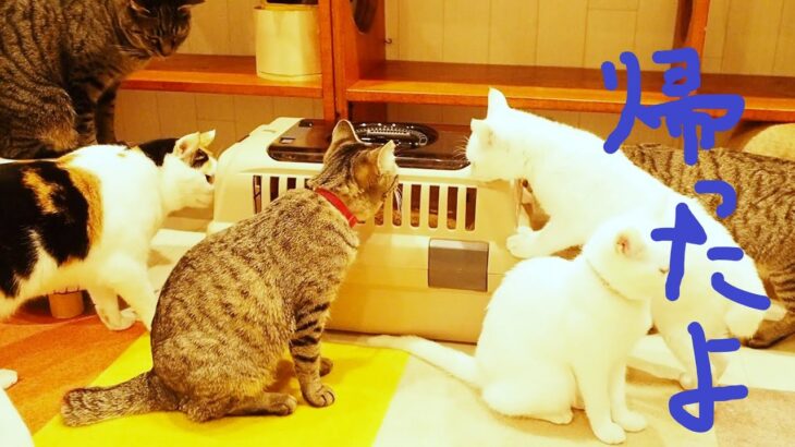 家猫修行を終了した子猫が大勢の猫に囲まれるカフェ　MOCAに帰る。懐かしの故郷はどうですか。【赤ちゃん猫】【保護猫　子猫】