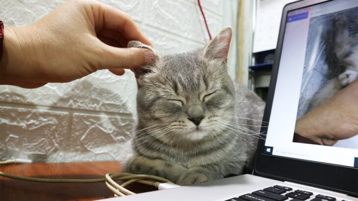 猫 お耳のマッサージ。Massage of the ear cats