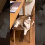 【はみ出てる毛かわいいね】猫　ノルウェージャンフォレストキャット　Norwegian Forest Cat