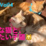 ＃Shorts＃猫おもしろ＃子猫　ツンな猫と、甘えたい子猫😽