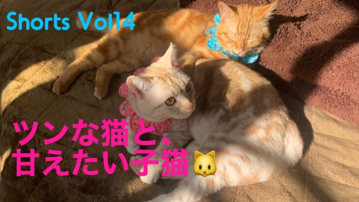 ＃Shorts＃猫おもしろ＃子猫　ツンな猫と、甘えたい子猫😽