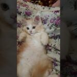 Super Cute Kitten