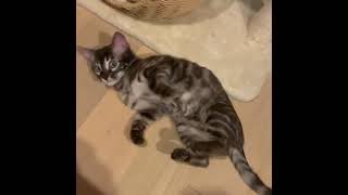クネクネするベンガル子猫🐱Wriggling Bengal cat kitten  #Shorts