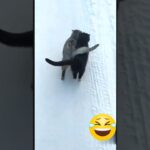 cats short video / cute cats