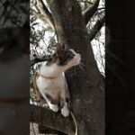 【可愛い猫】【音量注意】【ドジっ子】 猫も木から…( ꒪ͧд꒪ͧ) drop down💦