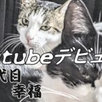 【三代目　koufuku2】YouTubeデビュー｜いきなりのアクシデント（幸）ハプニング（福）/まけるな！幸福「逃げちゃだめだ」【イケメン・かわいい猫】