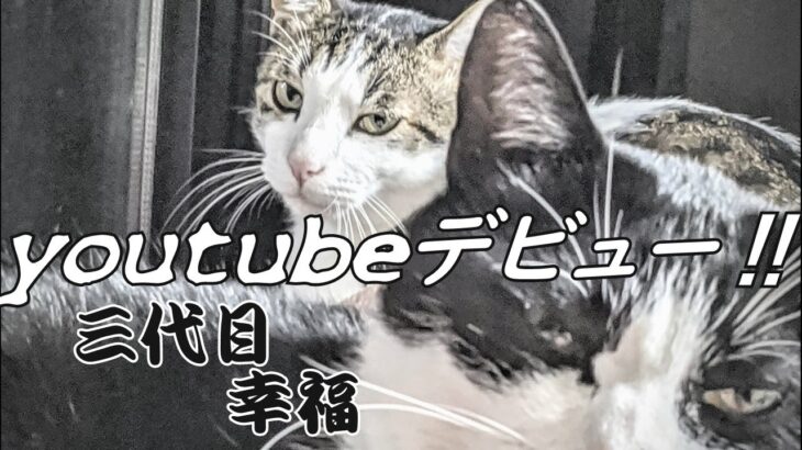 【三代目　koufuku2】YouTubeデビュー｜いきなりのアクシデント（幸）ハプニング（福）/まけるな！幸福「逃げちゃだめだ」【イケメン・かわいい猫】