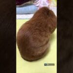#shorts【保護猫】あざと可愛い猫の猫背動画【癒し】