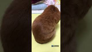 #shorts【保護猫】あざと可愛い猫の猫背動画【癒し】