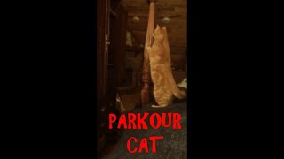 #shorts  Jump!  #cats #cutecats #orange #ginger #jump #acrobatcat #tightspot #gravity #parkour