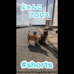#shorts  可愛い子猫ちゃんのニャンコプロレスお送りします　stray cats