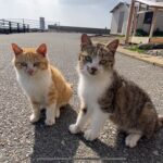 野良猫動画　猫島の可愛い子猫ちゃん　食後のまったりとした時間　stray cats