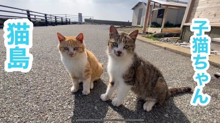 野良猫動画　猫島の可愛い子猫ちゃん　食後のまったりとした時間　stray cats